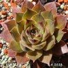 Sempervivum 'Alchemist'