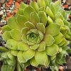 Sempervivum 'Alchemist'