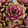 Sempervivum 'Klondike'