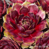Sempervivum 'Klondike'