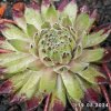 Sempervivum 'The Mouse'