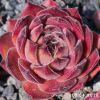 Sempervivum 'Dune'