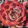 Sempervivum 'Dune'