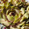 Sempervivum 'Zitronensorbet'