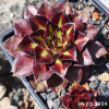Sempervivum 'Chrissi'
