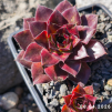 Sempervivum 'Chrissi'