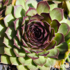 Sempervivum 'St. Pauli'