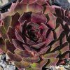 Sempervivum 'St. Pauli'