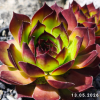 Sempervivum 'Kimono'