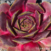 Sempervivum 'Violetta'