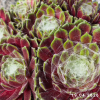 Sempervivum 'Weisse Hochzeit'