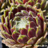 Sempervivum 'Weisse Hochzeit'