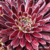 Sempervivum 'Kobayashi Red'