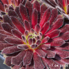Sempervivum 'Kobayashi Red'