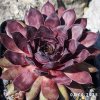 Sempervivum 'Etude in Black'
