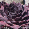 Sempervivum 'Etude in Black'