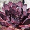 Sempervivum 'Etude in Black'