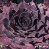 Sempervivum 'Etude in Black'