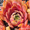 Sempervivum 'Heiße Liebe'