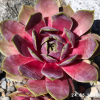 Sempervivum 'Ronin'