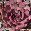Sempervivum 'Sky Rocket'