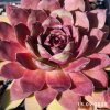 Sempervivum 'Showtime'