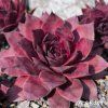 Sempervivum 'Showtime'