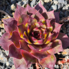 Sempervivum 'Rocket Boy'