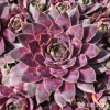 Sempervivum 'Pink Baby Girl'