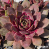 Sempervivum 'Pink Baby Girl'