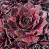 Sempervivum 'Look At Me'