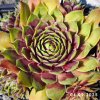 Sempervivum 'Novinky 2025'