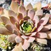 Sempervivum 'Novinky 2025'
