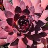 Sempervivum 'Novinky 2025'