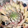 Sempervivum 'Novinky 2025'