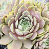 Sempervivum 'Lilac Time'