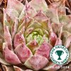 Sempervivum 'Lilac Time'