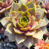 Sempervivum 'Lilac Time'
