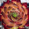 Sempervivum 'Casablanca'