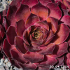 Sempervivum 'Casablanca'
