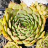 Sempervivum 'Brunrand'