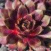 Sempervivum 'Loki'