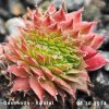 Sempervivum 'Gruaud Larose'
