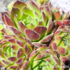 Sempervivum 'Frothy Coffee'