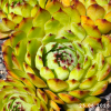 Sempervivum 'Carmen'
