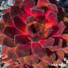 Sempervivum 'Uta'