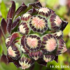 Sempervivum 'Reinhard'