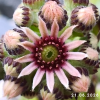 Sempervivum 'Reinhard'