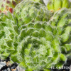 Sempervivum ciliosum 'Borisii'