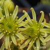 Sempervivum ciliosum 'Borisii'